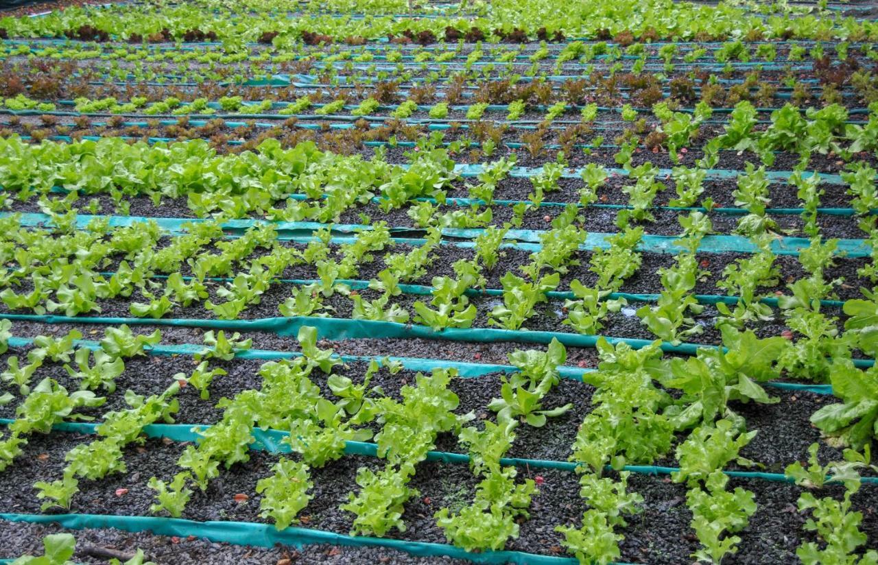 Hamilton Urban Farm Guest House 피터마리츠버그 외부 사진